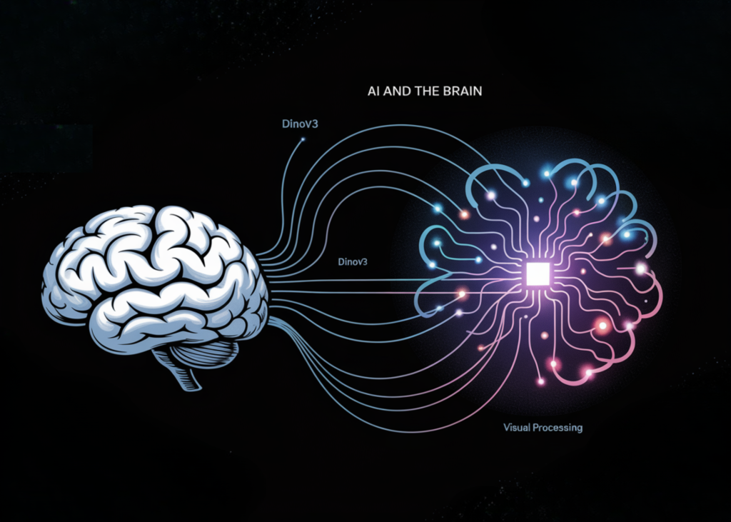 DINOv3 Models Bridge AI and Human Visual Processing Insights