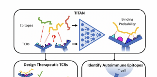 IBM Research Proposes ‘TITAN’: A T Cell Receptor Specificity Prediction Model With Bimodal Neural Networks