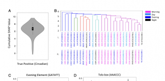 IBM and Earlham Institute Researchers Demonstrate The Power of AI And Machine Learning (ML) Based Models For Deeper Insight Into The Circadian Clock