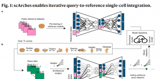 Researchers Introduce Single-Cell Architecture Surgery (scArches), A Deep Learning Strategy For Mapping Single-Cell Data to Reference Atlases