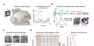 Researchers Demonstrate Face Detection in Untrained Deep Neural Networks