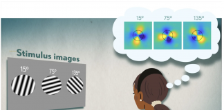 In The Latest NYU And NIH Research Findings, Working Memories Are Compressed Into Low-Resolution ‘Summaries’ By The Human Brain