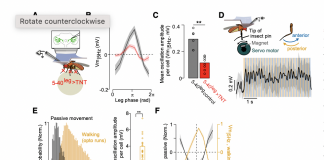 Researchers at Champalimaud Foundation in Portugal Introduce a Bi-Directional Neural Network that gets Visual and Motor Circuits in Sync