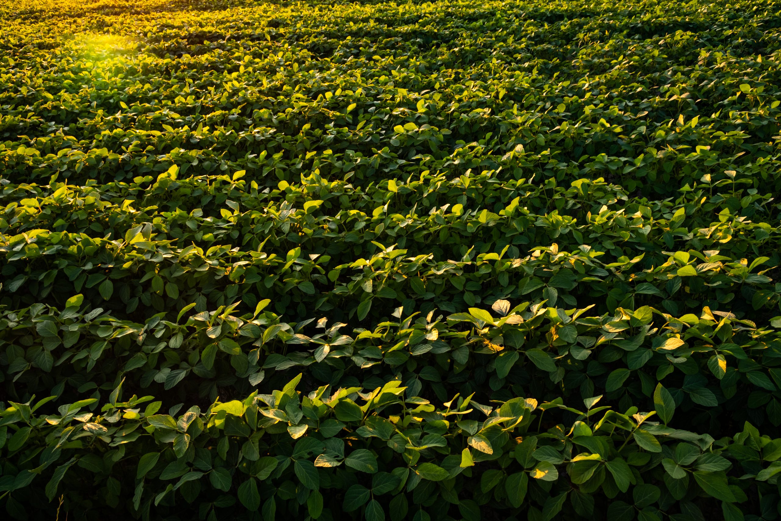 Closeup of green leaves of soybean plant.