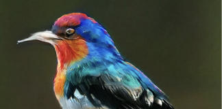 IBM Researchers Showcase an Image Classifier Pretrained on Synthetic Data and Fine-Tuned on Real Data for Tasks, Did as Well as One Trained Exclusively on ImageNet’s Database of Real-World Photos