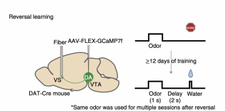 A Recent Research From Harvard and Keio University Researchers Present A New Link Between Dopamine-Based Reward Learning And Machine Learning