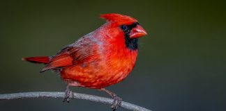 Meet ‘BirdNET Sound ID App’: An AI-Powered Bird Sound Recognition App Using A Neural Network To Identify Birds By The Sounds They Make