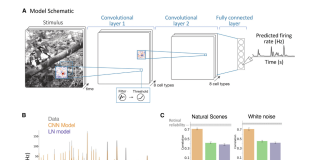 Researchers at Stanford Crack The Code of Natural Vision As New Model Reveals How Eyes Decode Visual Scene