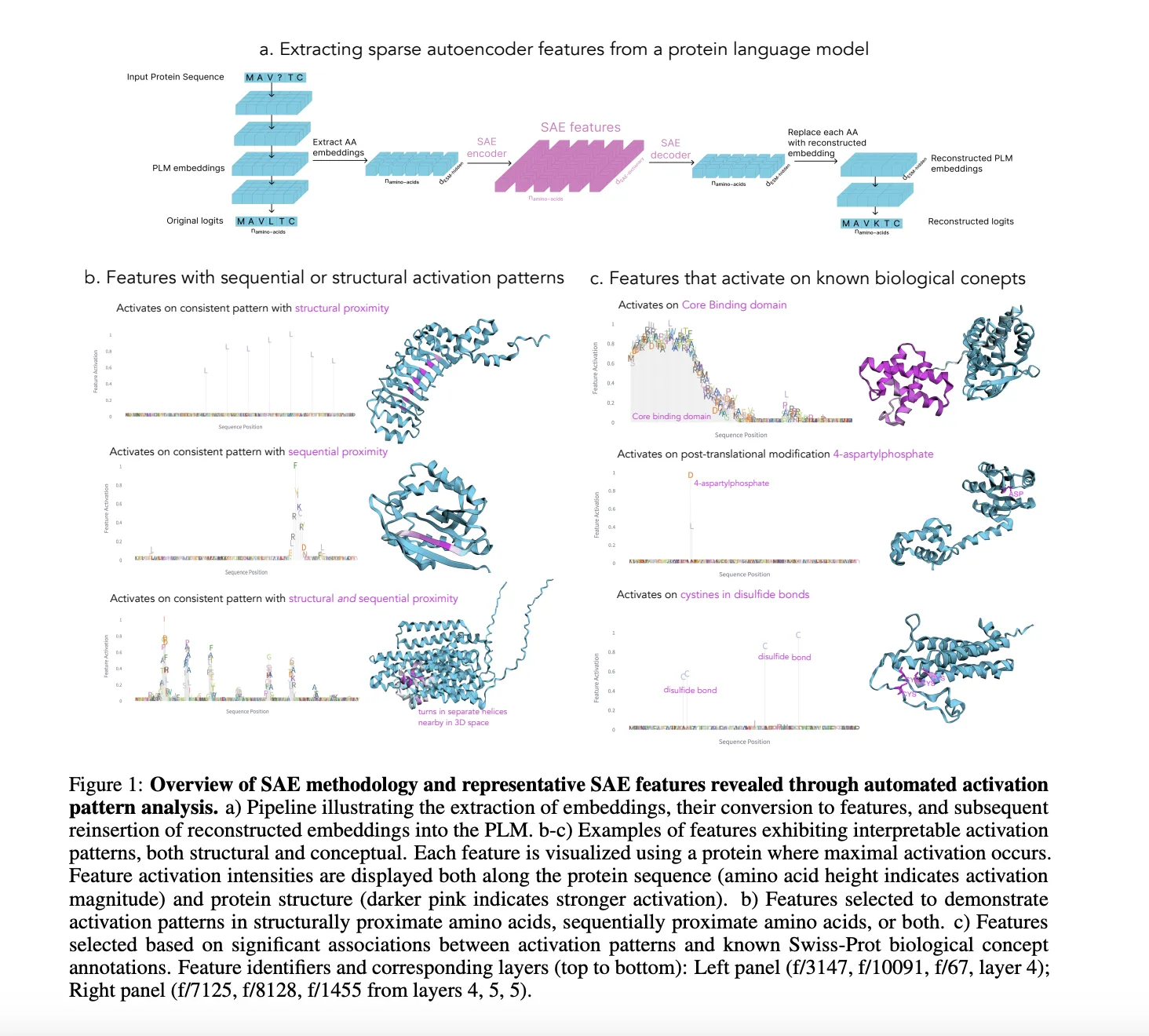 Unveiling Interpretable Features in Protein Language Models through ...