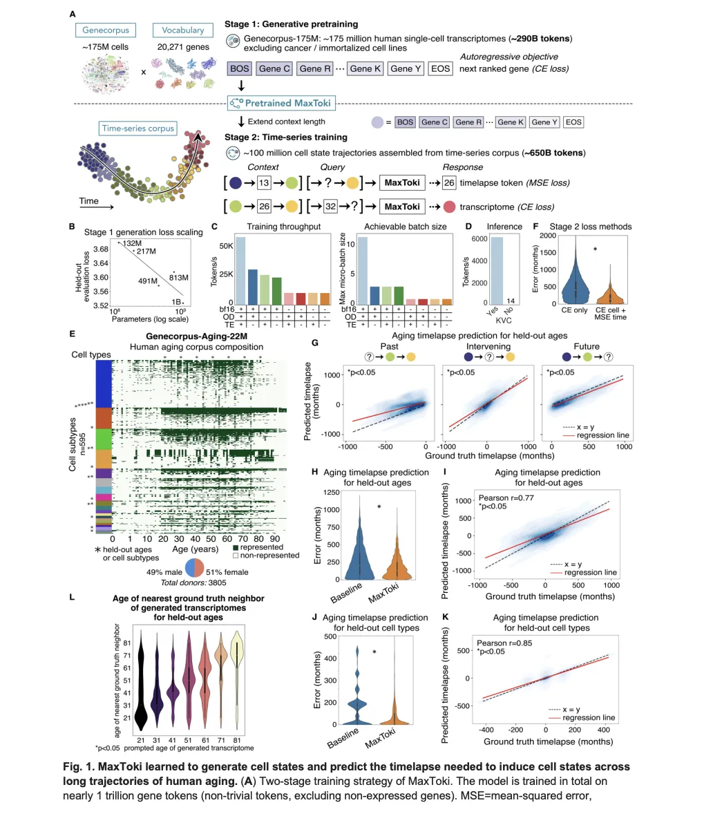 Meet MaxToki: The AI That Predicts How Your Cells Age — and What to Do About It